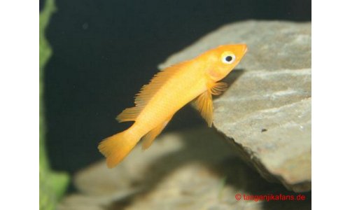 Neolamprologus leleupi